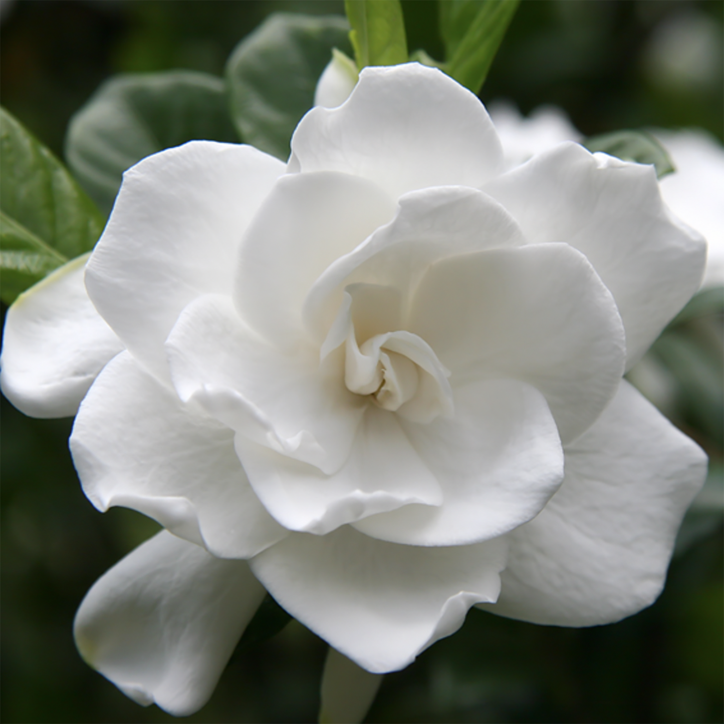 'Modern Minimalist' 250ml ; Vintage Green