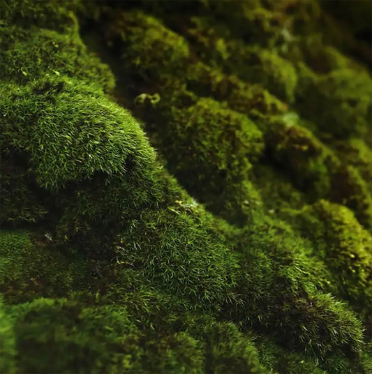 Oakmoss Fragrance