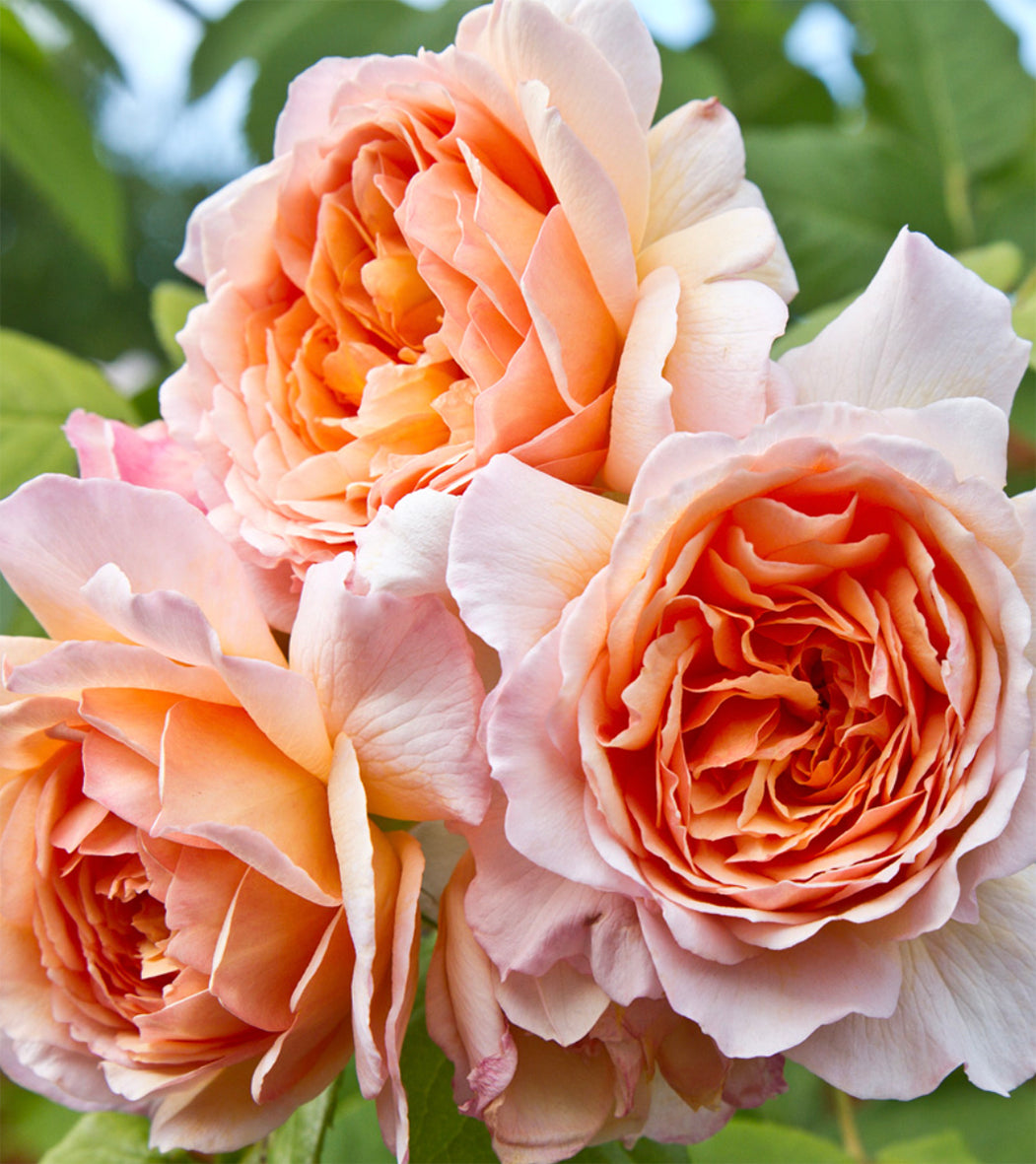 250ml 'Modern Minimalist' Elegant Frosted White