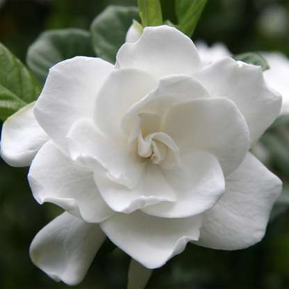 'Modern Minimalist' 250ml