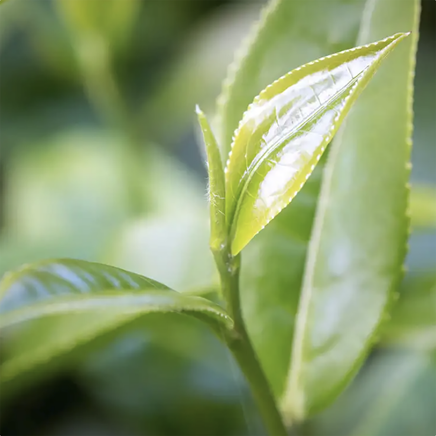 'Modern Minimalist' 250ml